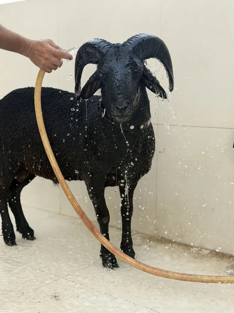 Black Ram Beauty — photo 2