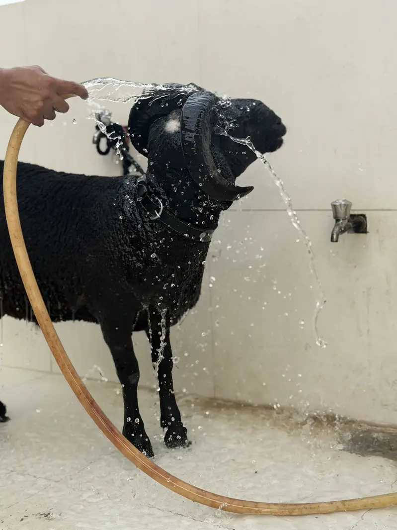 Black Ram Beauty — photo 4