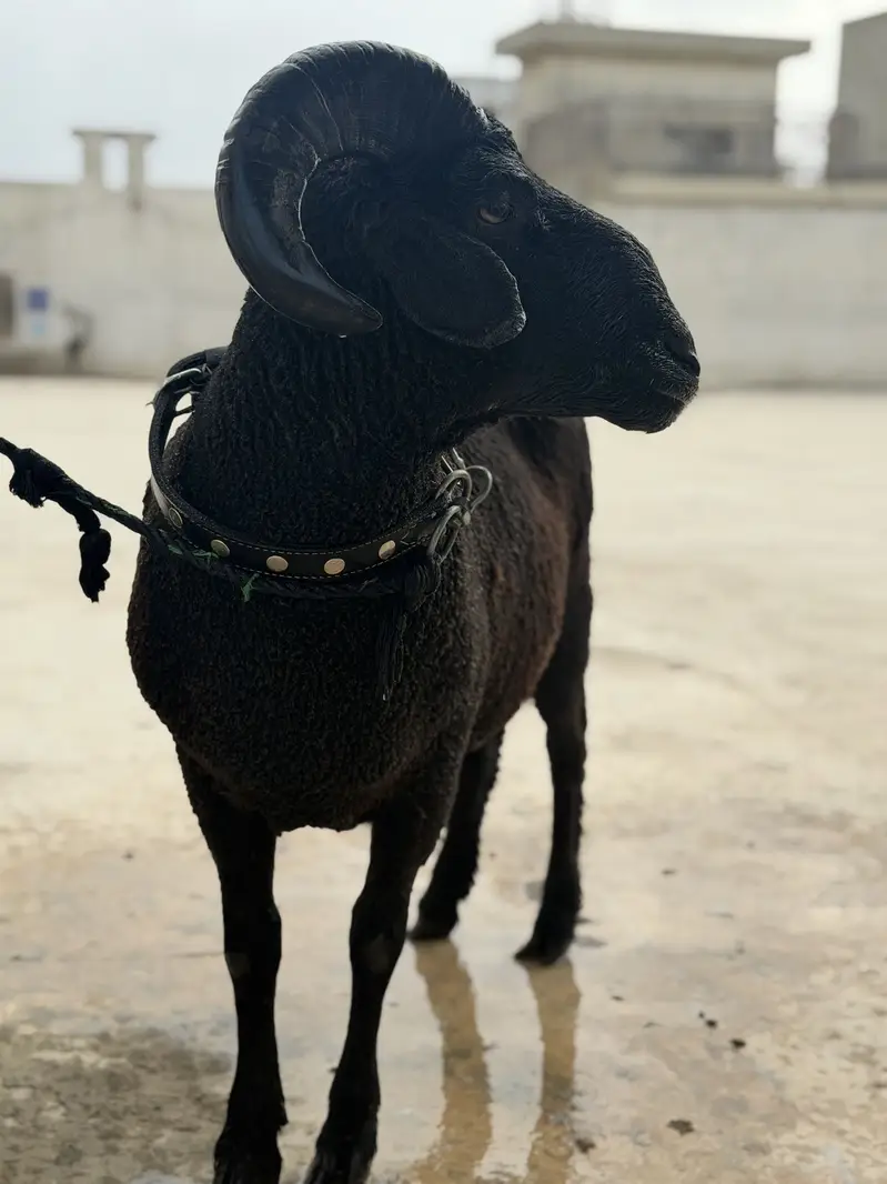 Black Ram Beauty — photo 5