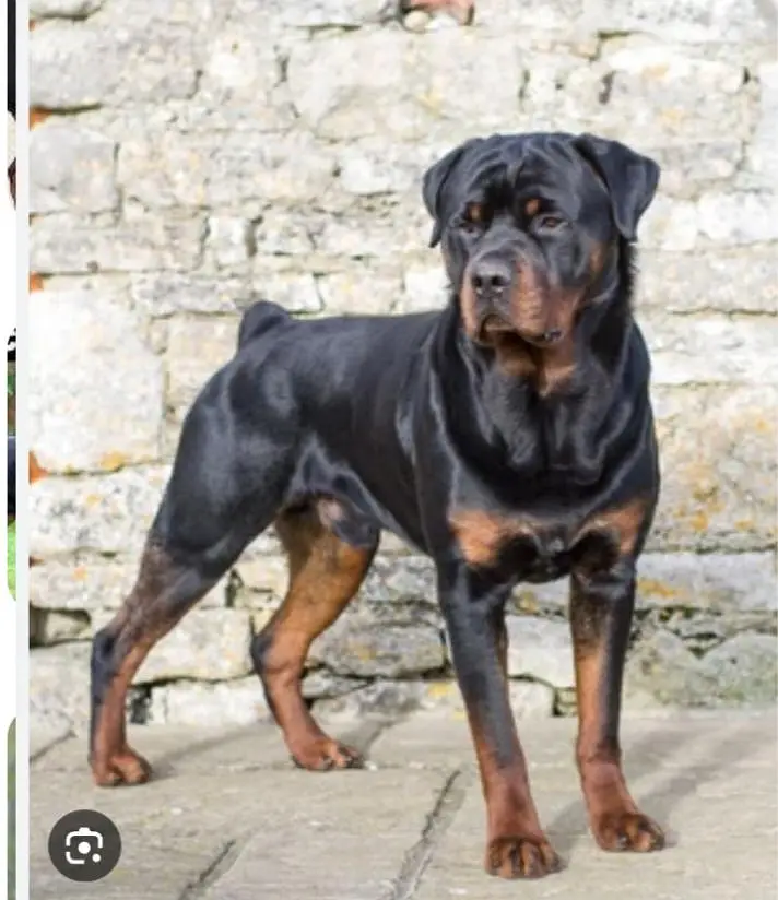 older Dog needed for 6 months