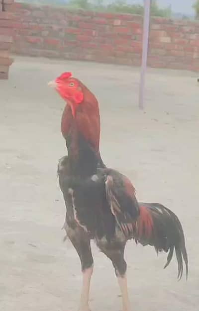 shamo cros Thai cros waleti male