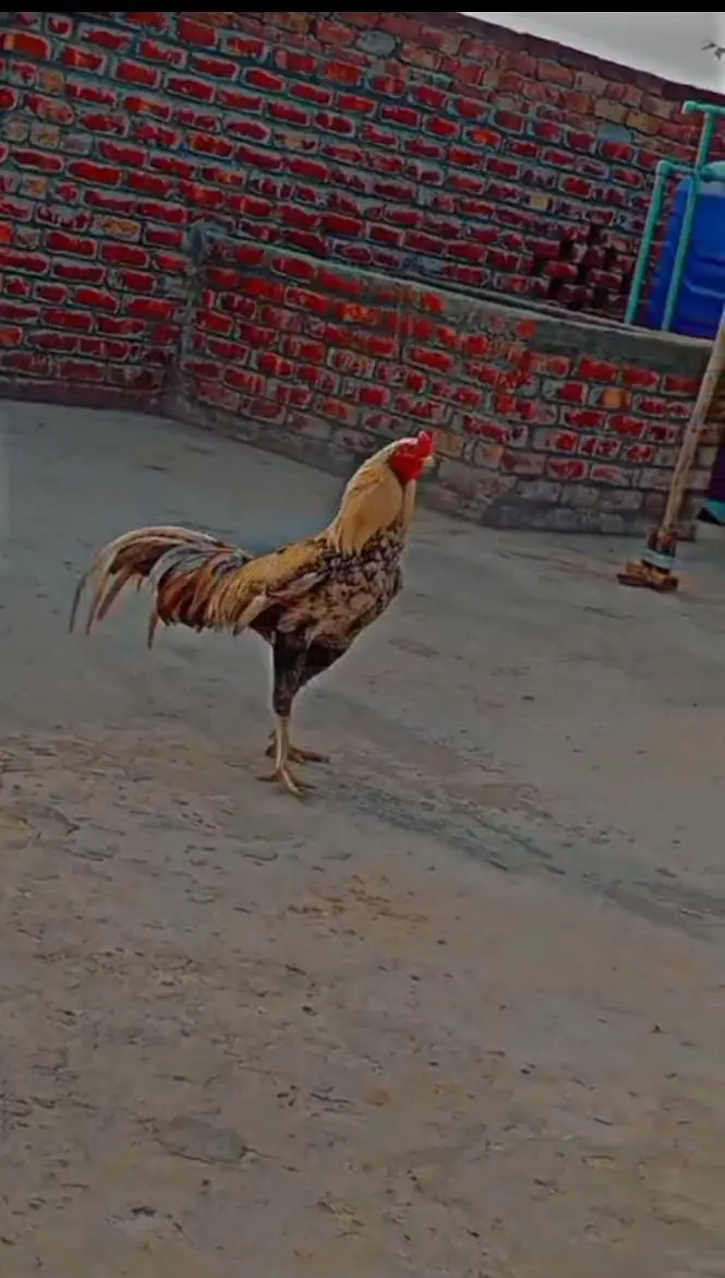 shamo cros Thai cros waleti male — photo 4