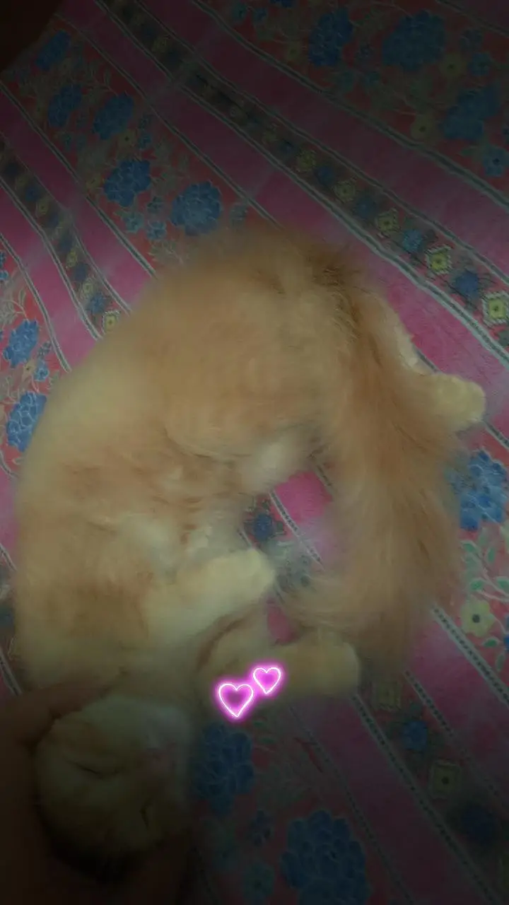 Persian kittens