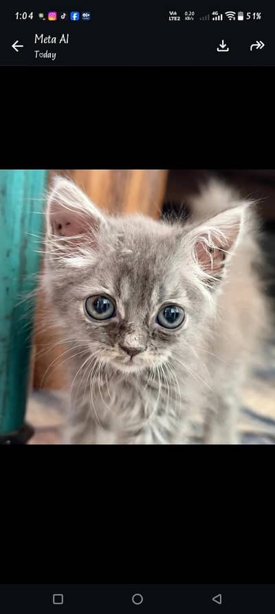 grey tripel coated kitten 03006108898