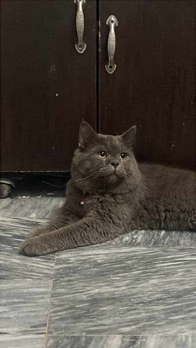 British Shorthair Blue Cat for Sale | Healthy & Litter Trained