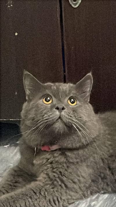 British Shorthair Blue Cat for Sale | Healthy & Litter Trained