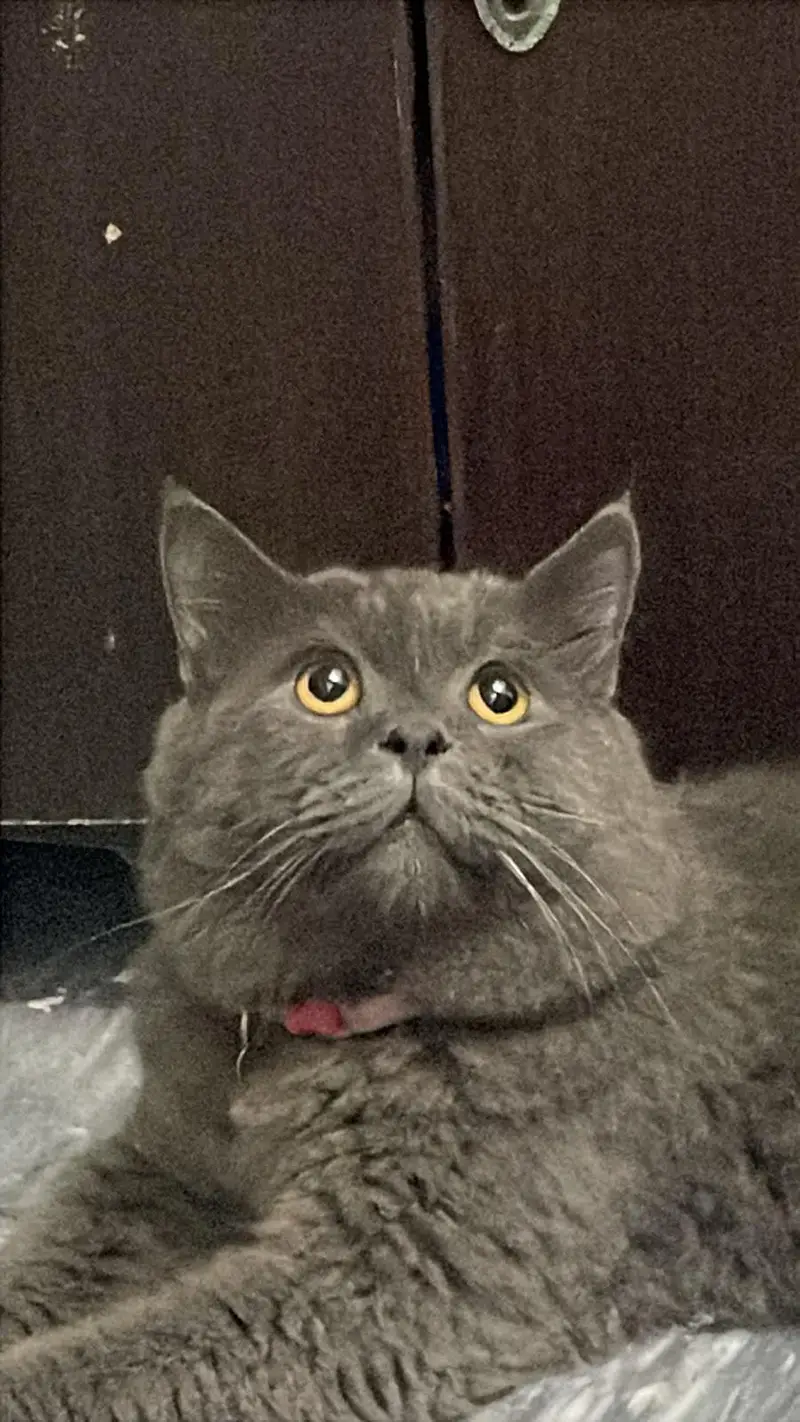 British Shorthair Blue Cat for Sale | Healthy & Litter Trained