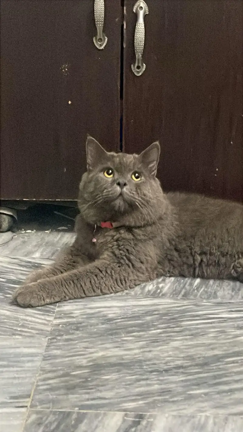 British Shorthair Blue Cat for Sale | Healthy & Litter Trained — photo 2