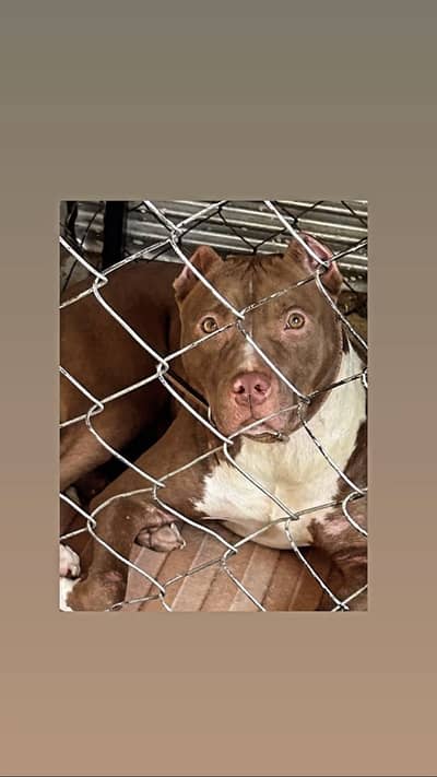 Pitbull female near to heat 03165089087