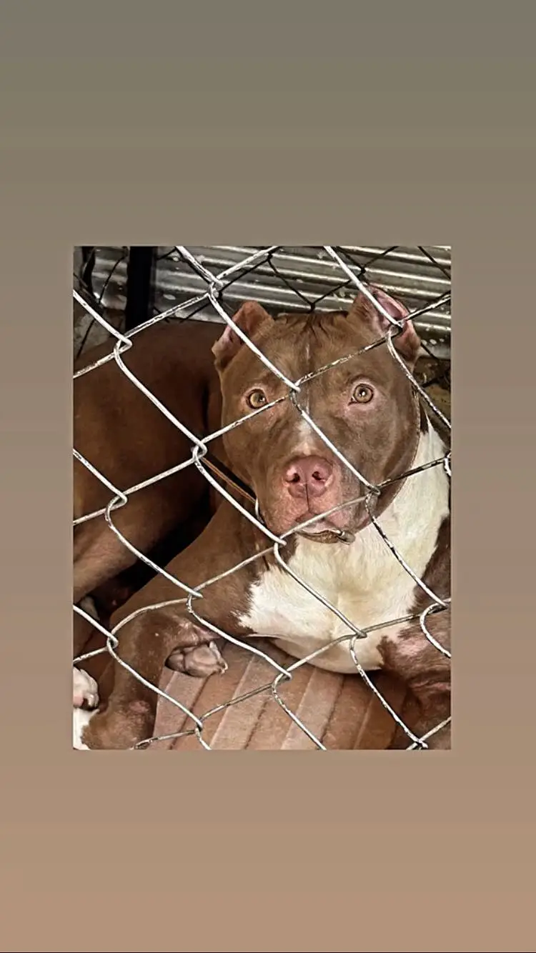 Pitbull female near to heat 03165089087