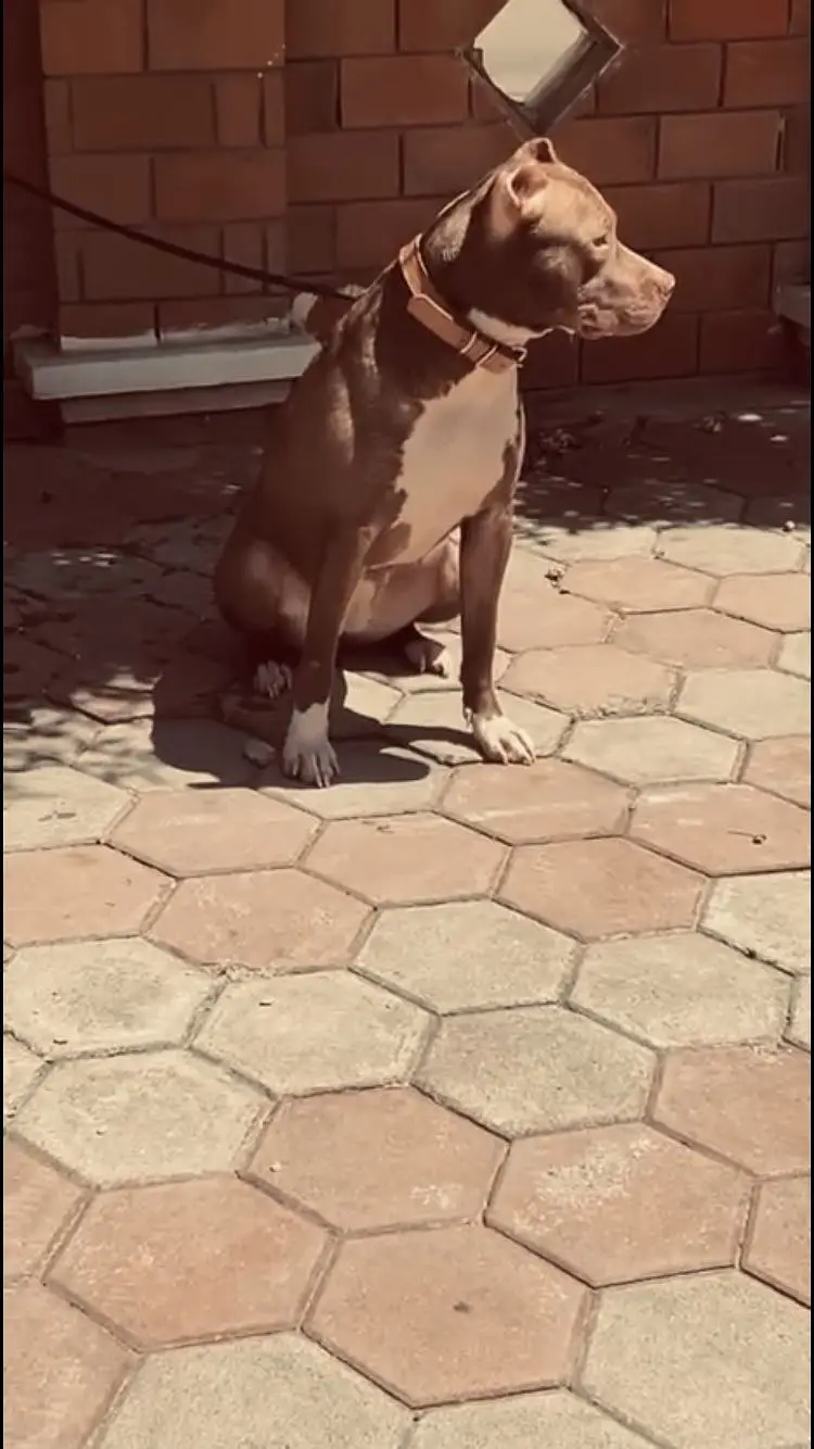 Pitbull female near to heat 03165089087 — photo 2