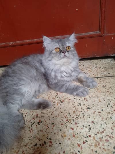x punch triple cot female