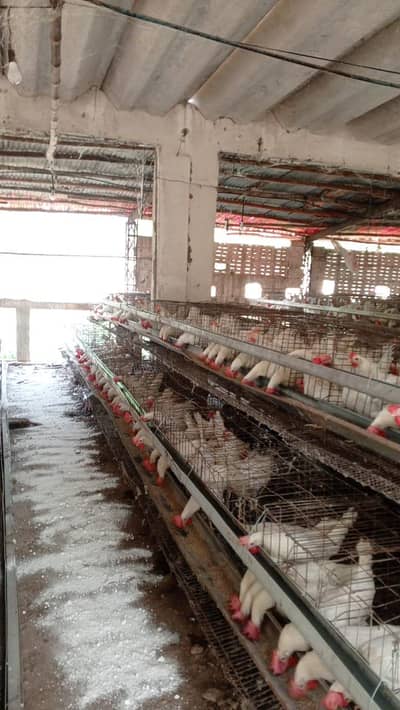 layer hens available unlimited quantity