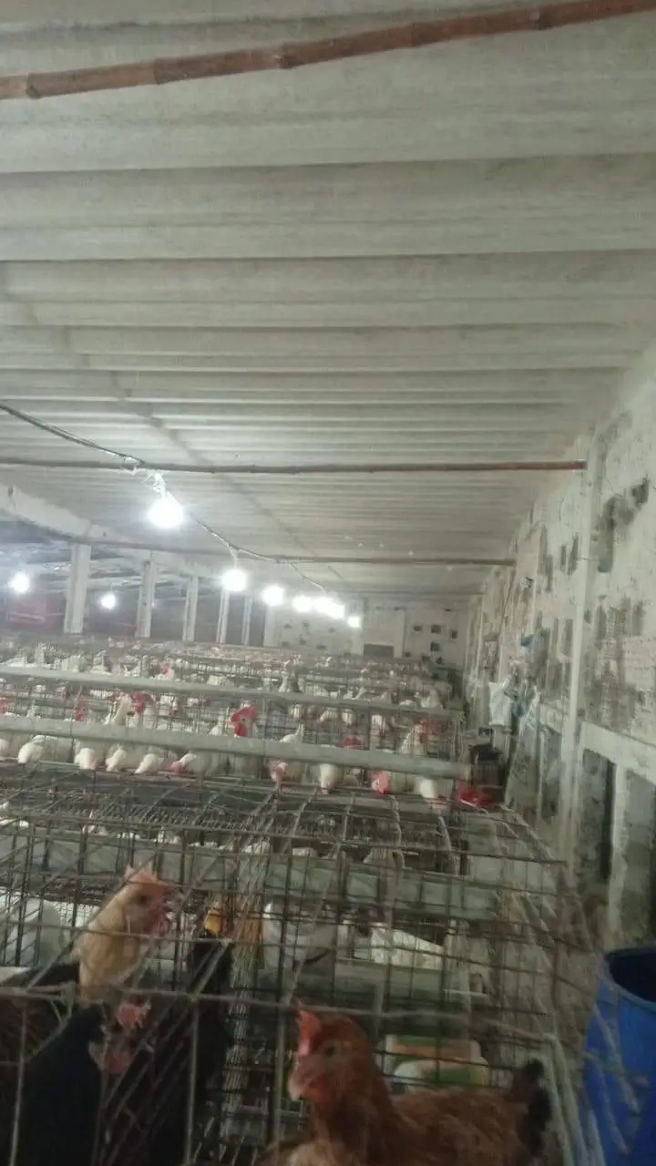 layer hens available unlimited quantity — photo 2