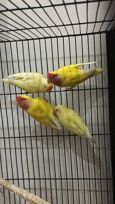 2 Lutino lovebirds breeder females 2 Decino breeder male