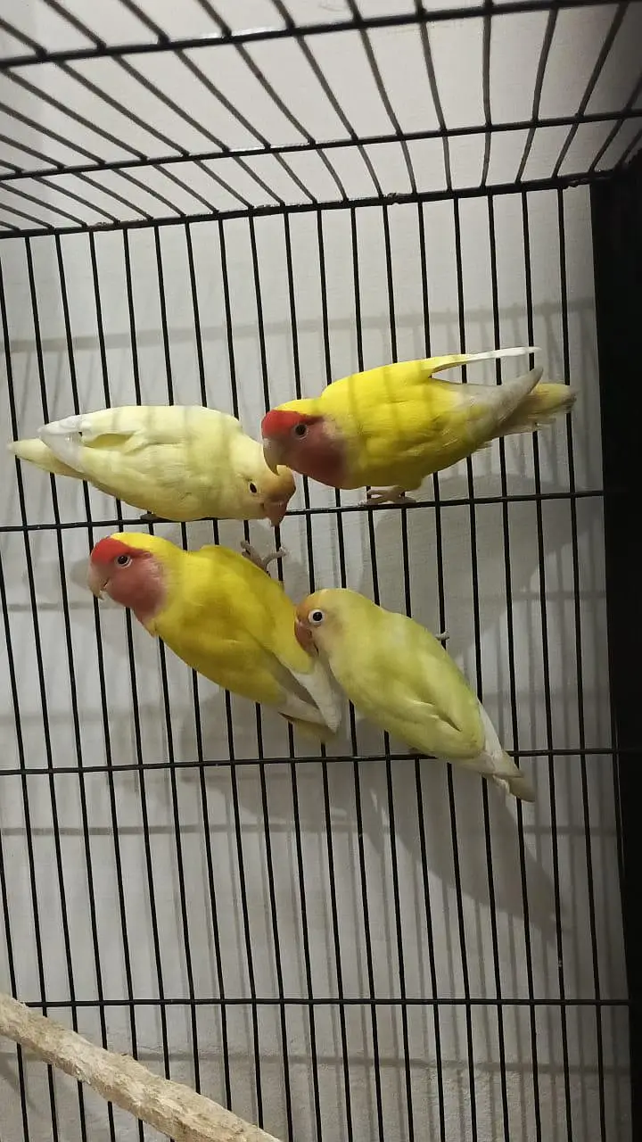 2 Lutino lovebirds breeder females 2 Decino breeder male