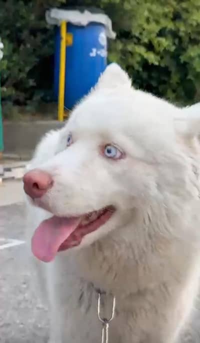 Huksy | Siberian Husky | Wolly Coat White Husky For Sale