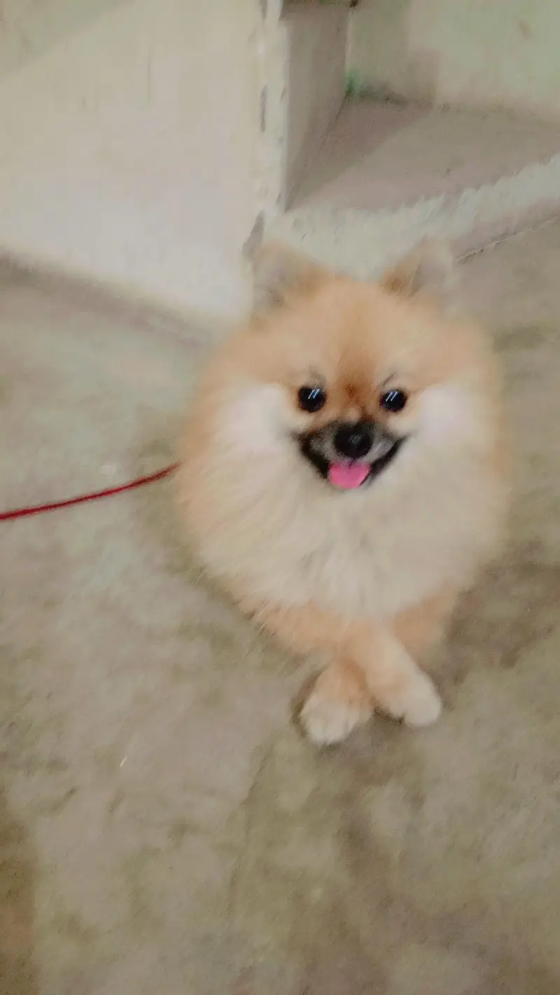 Pomeranian — photo 2