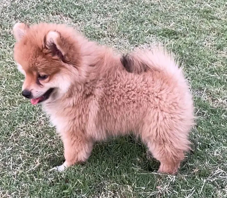Pomeranian — photo 3