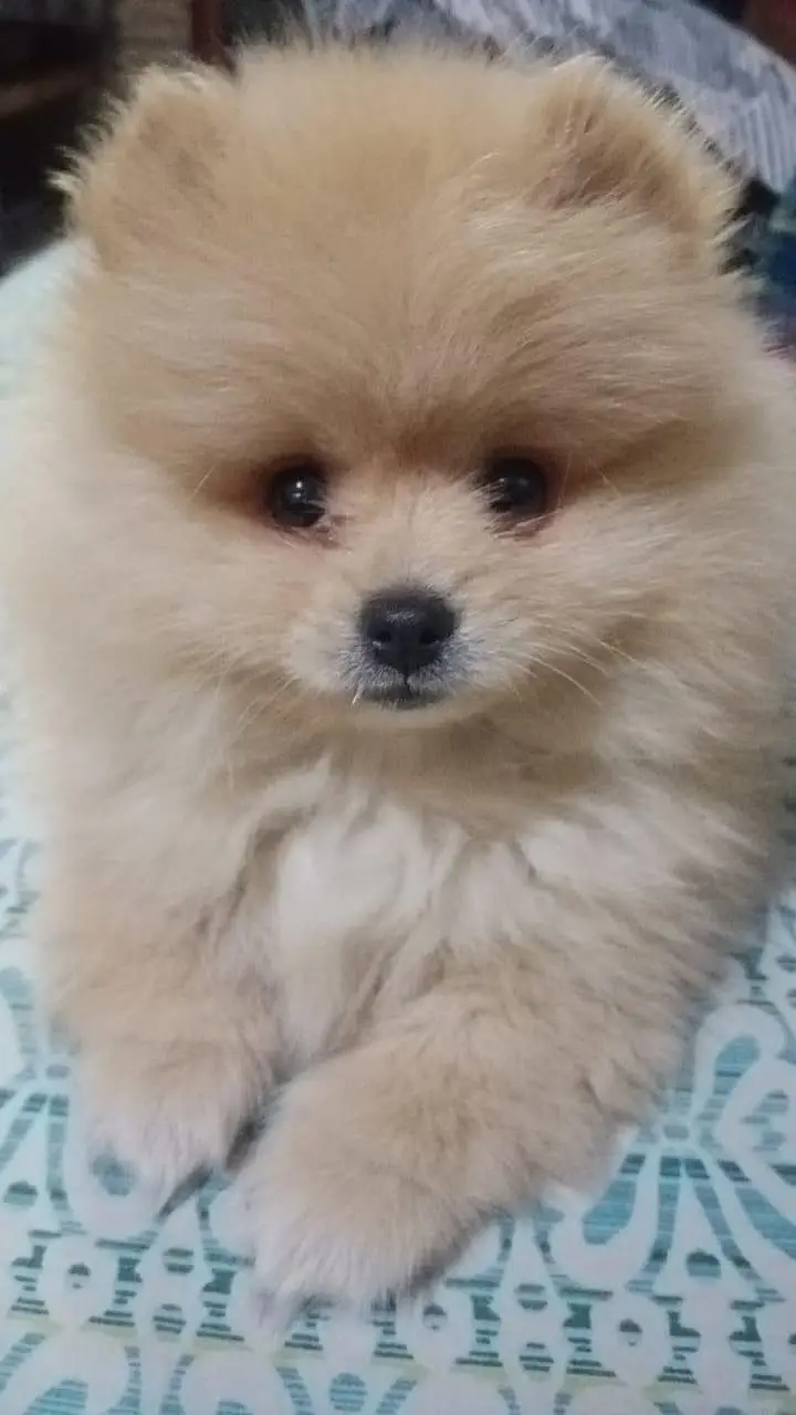 Pomeranian — photo 4
