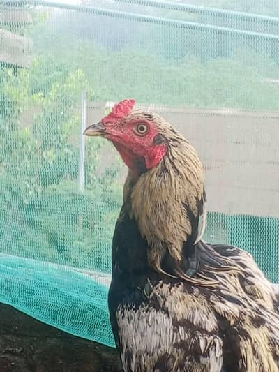 Jawa murgha asel Mexm 3 kg