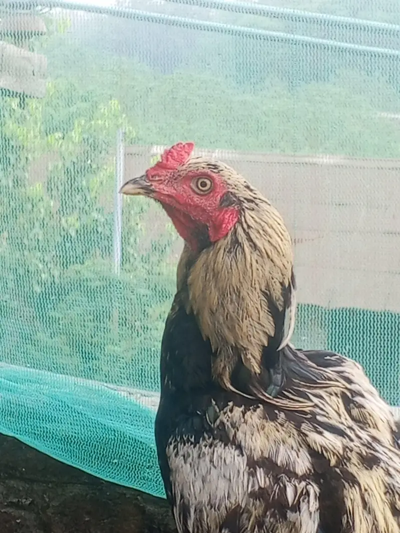 Jawa murgha asel Mexm 3 kg