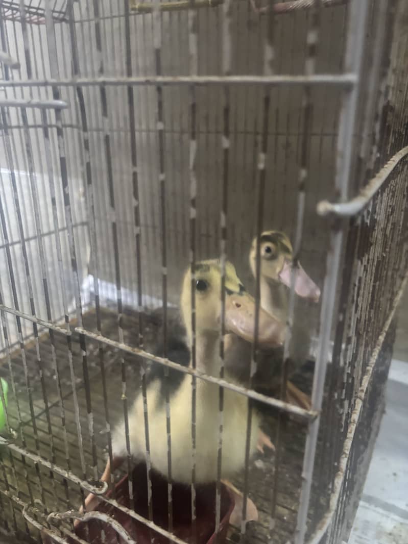 Ducks pair 0