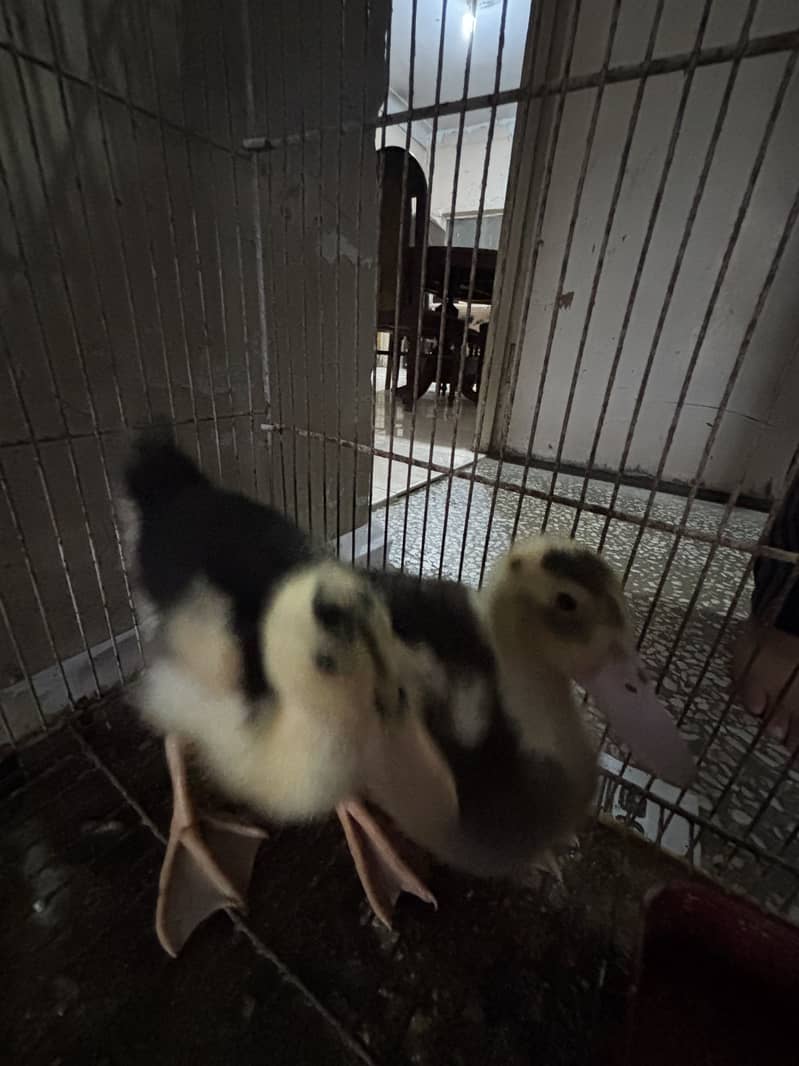 Ducks pair 1
