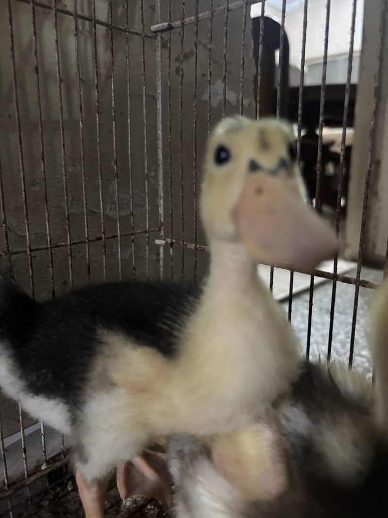 Ducks pair 2