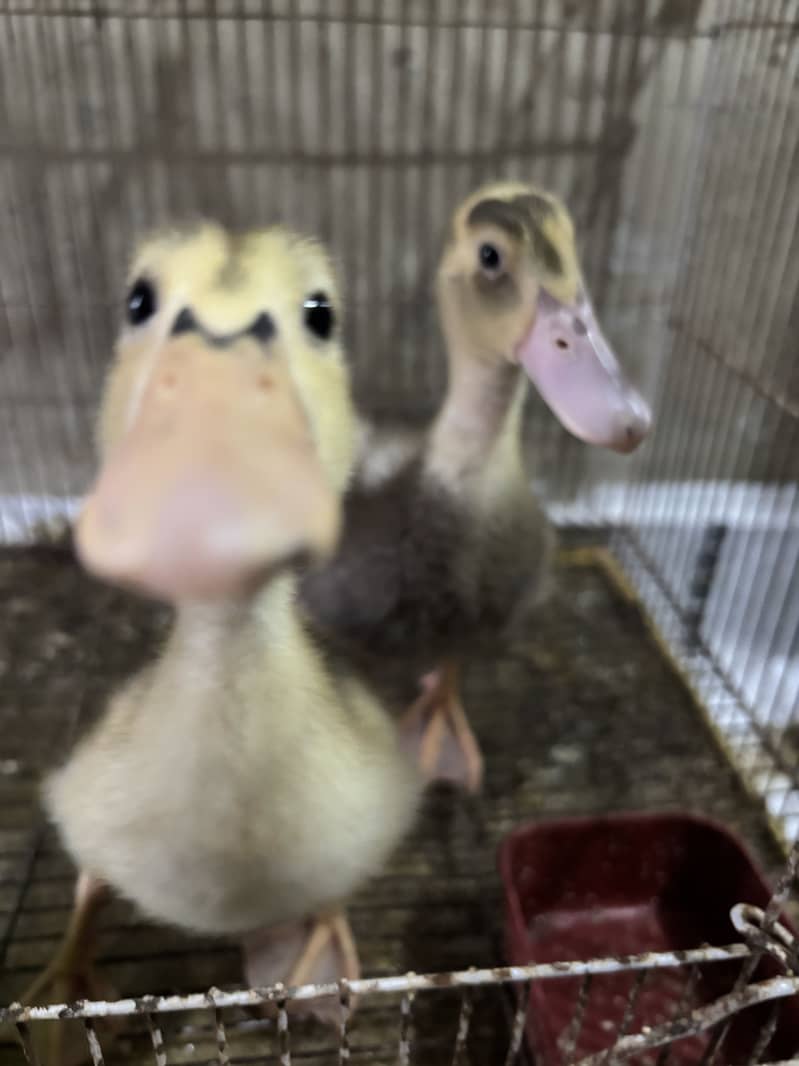 Ducks pair 3