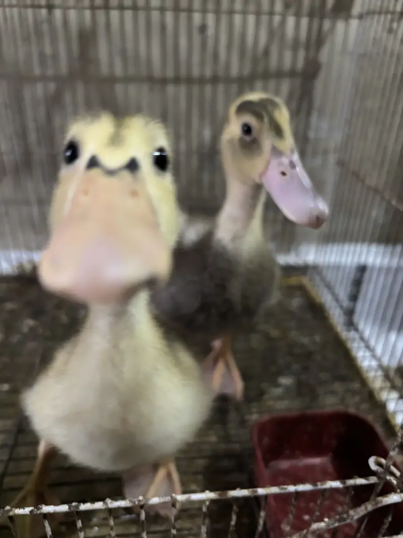 Ducks pair — photo 4