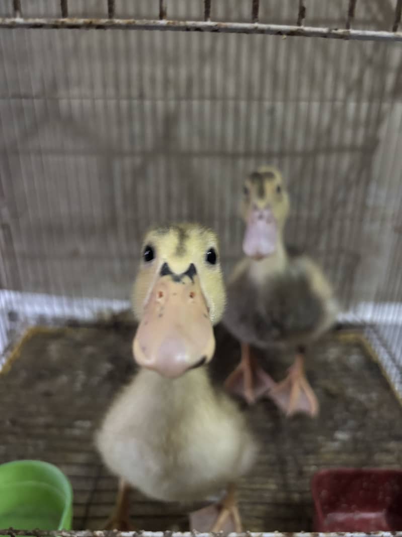 Ducks pair 4