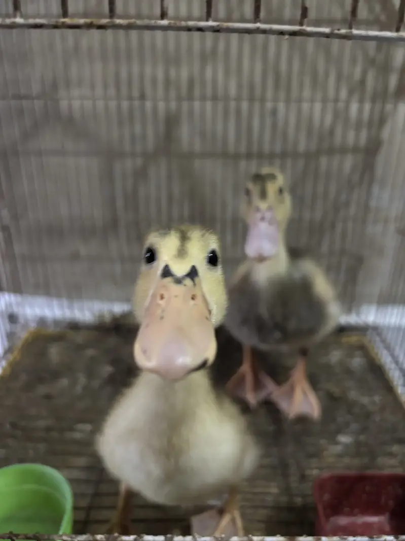 Ducks pair — photo 5