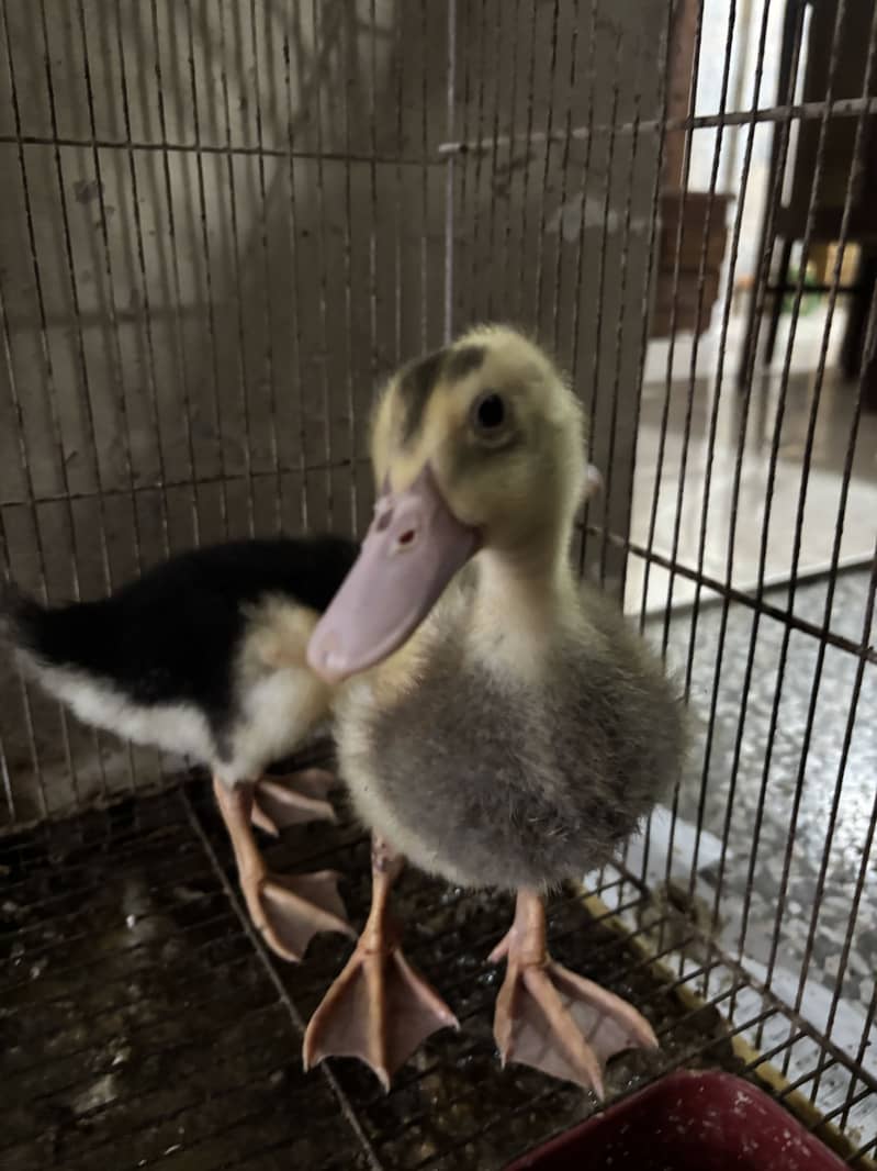 Ducks pair 5