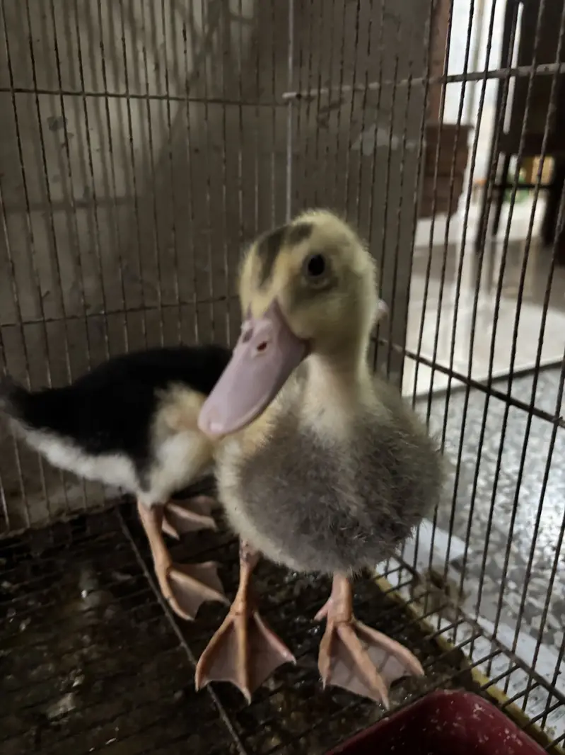 Ducks pair — photo 6