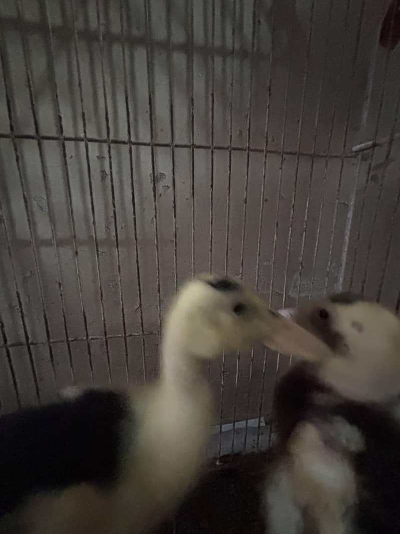 Ducks pair 6