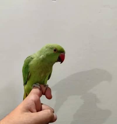 pair of parrots for sale