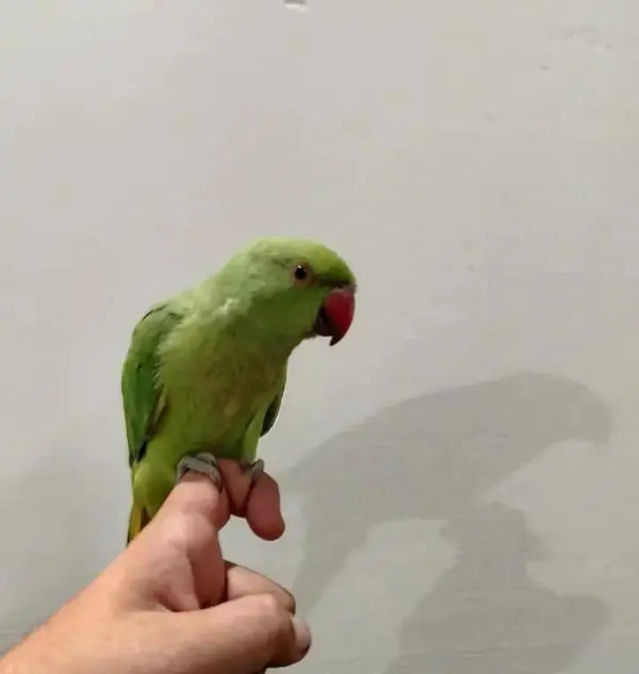 pair of parrots for sale