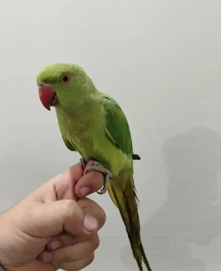pair of parrots for sale — photo 2