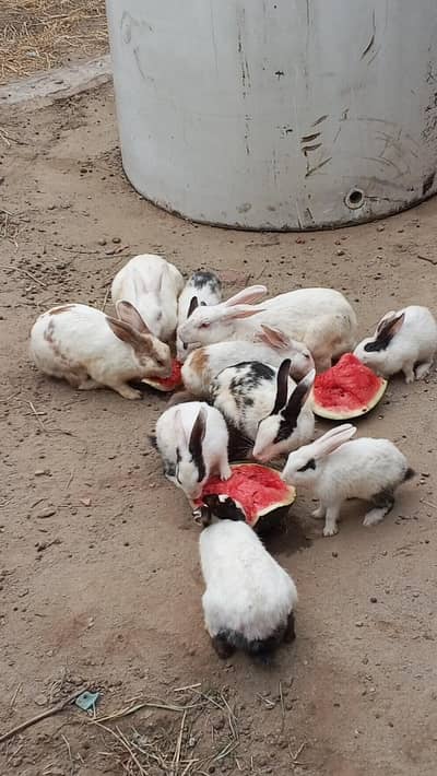 Rabbit for sale