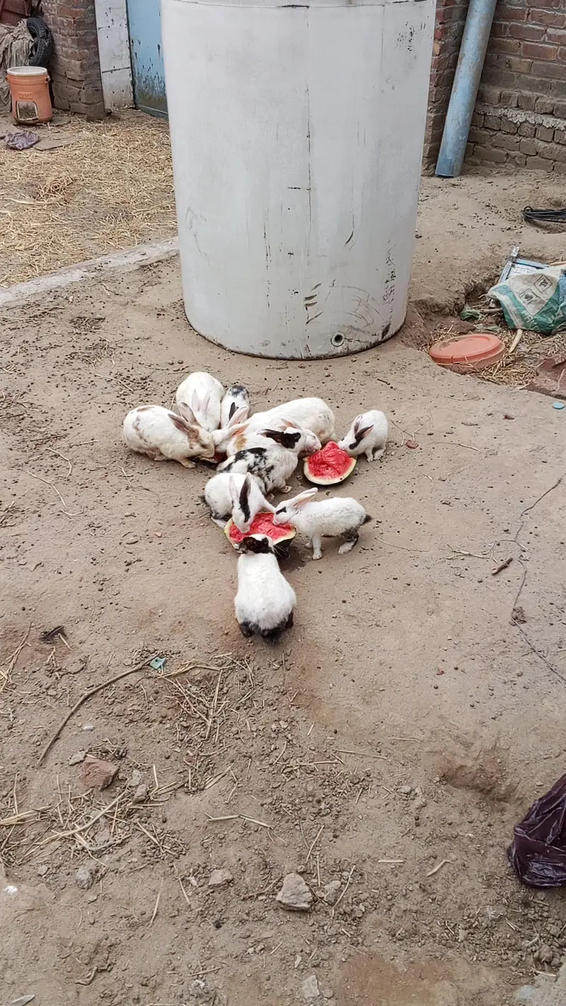 Rabbit for sale — photo 2