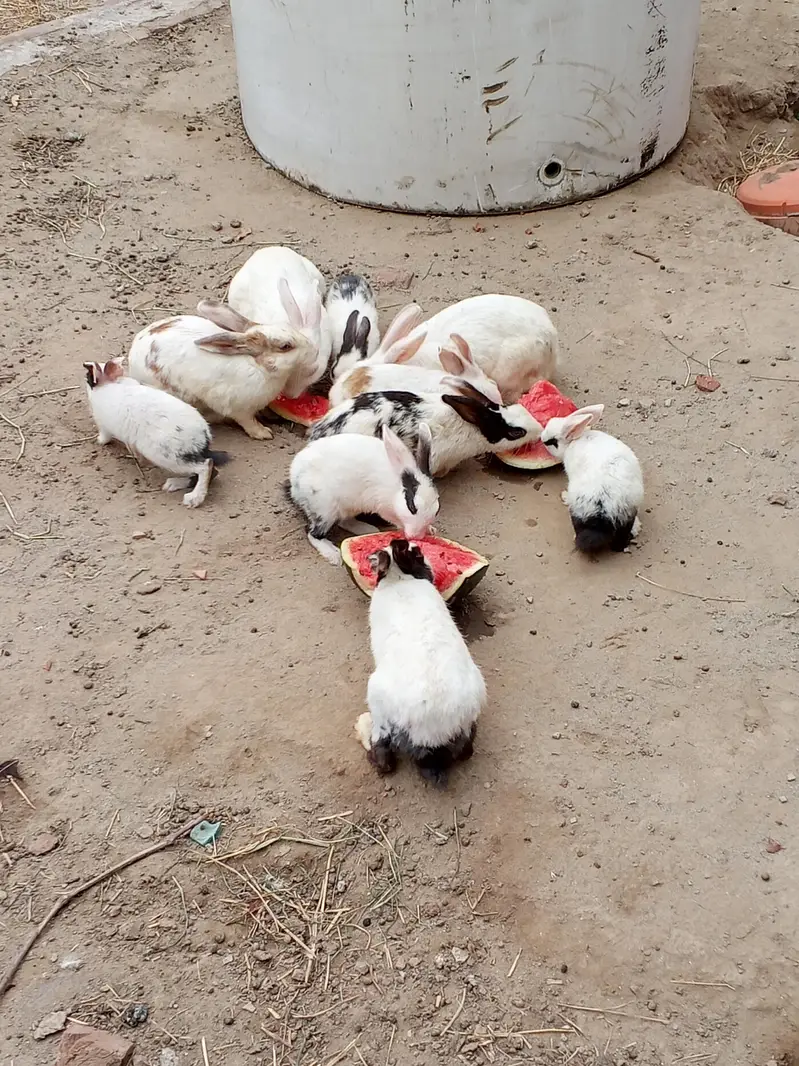 Rabbit for sale — photo 3