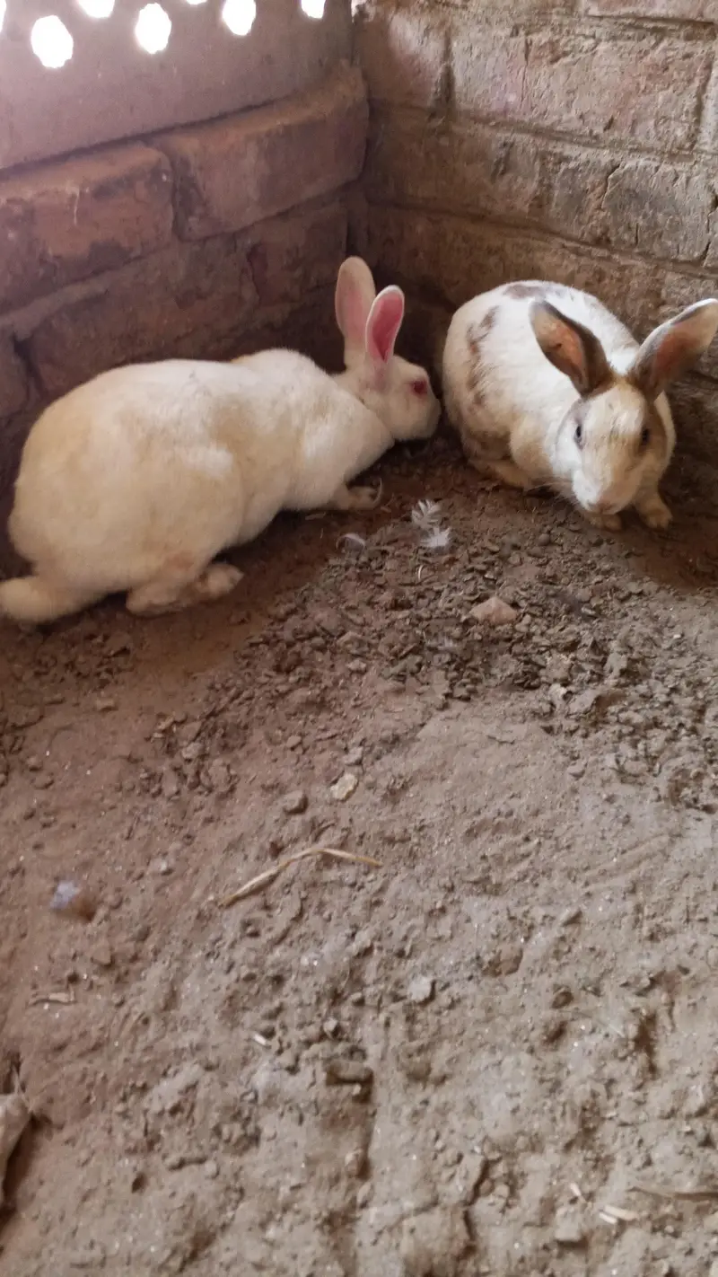 Rabbit for sale — photo 4