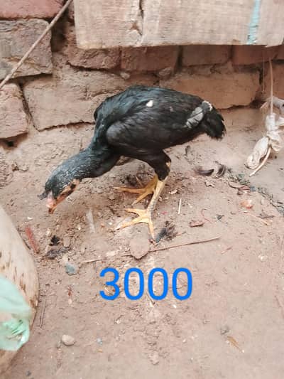 aseel pathy or 1 month chozy