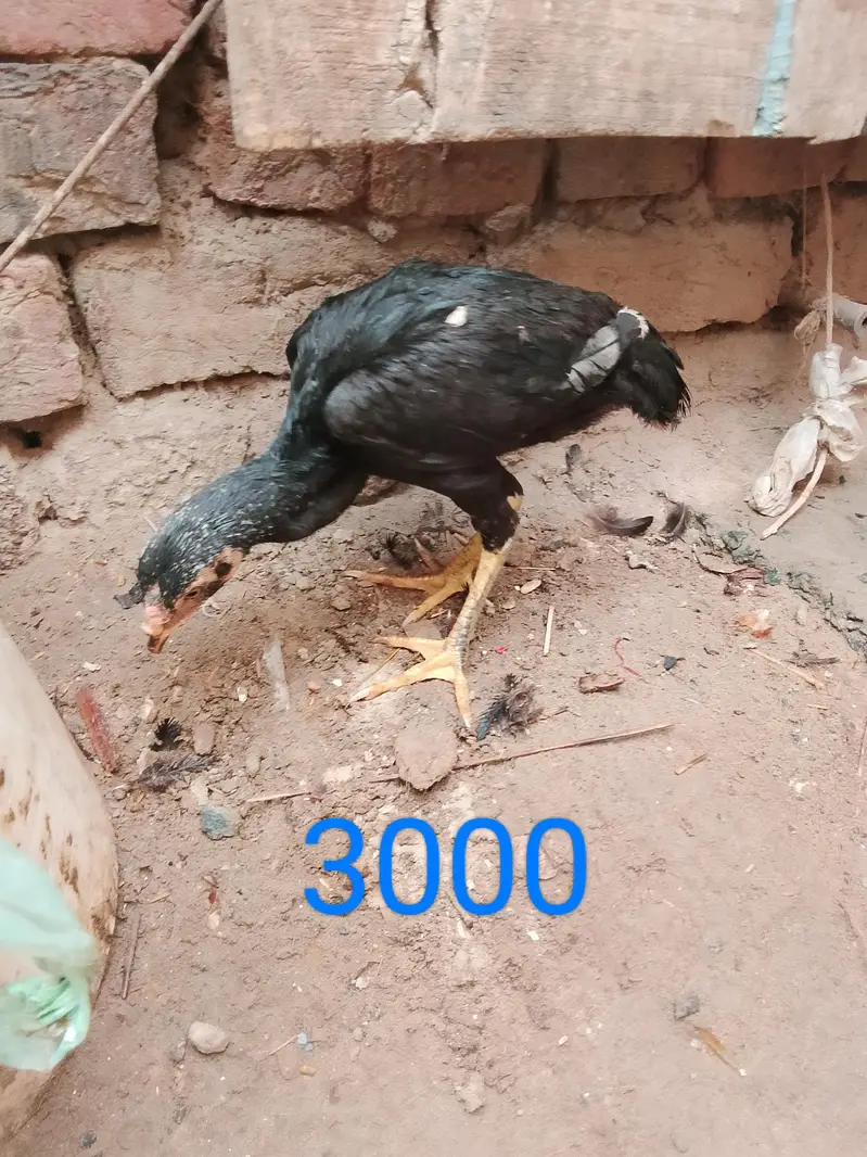 aseel pathy or 1 month chozy