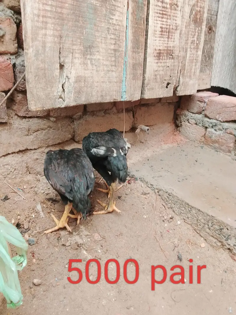 aseel pathy or 1 month chozy — photo 3