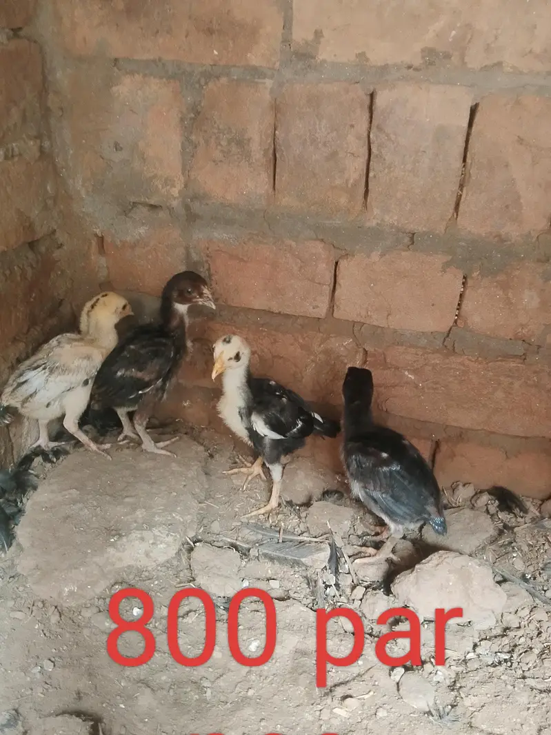 aseel pathy or 1 month chozy — photo 4