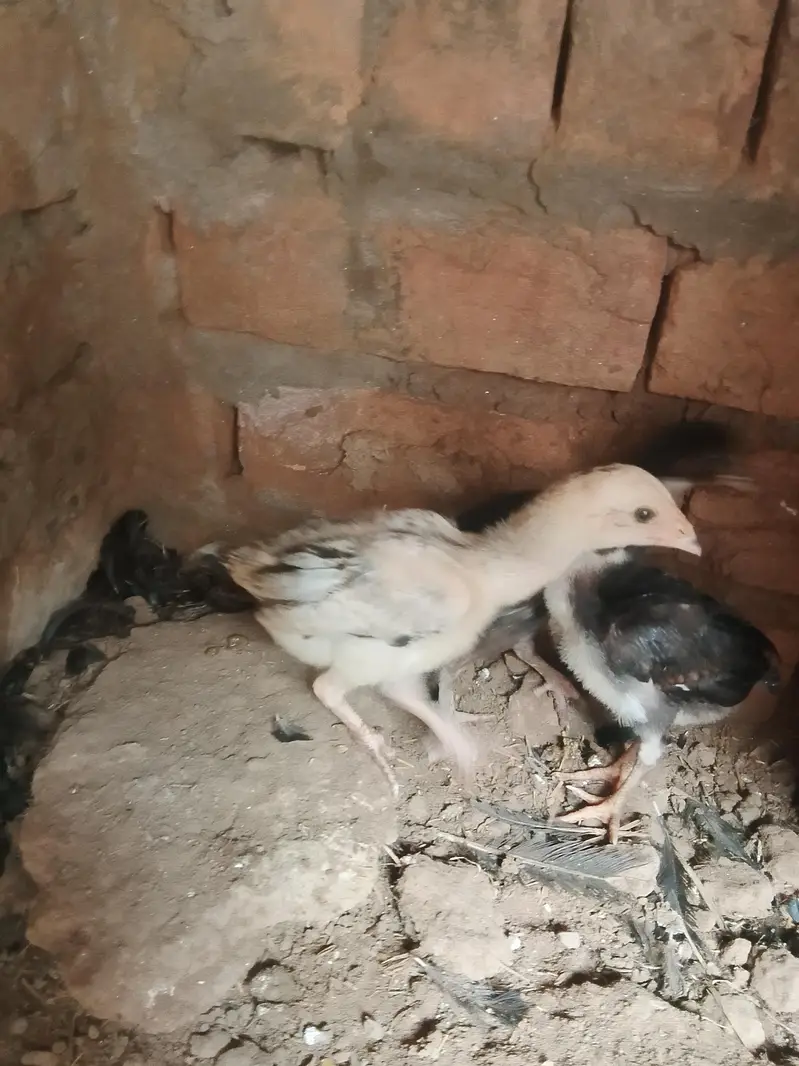 aseel pathy or 1 month chozy — photo 5