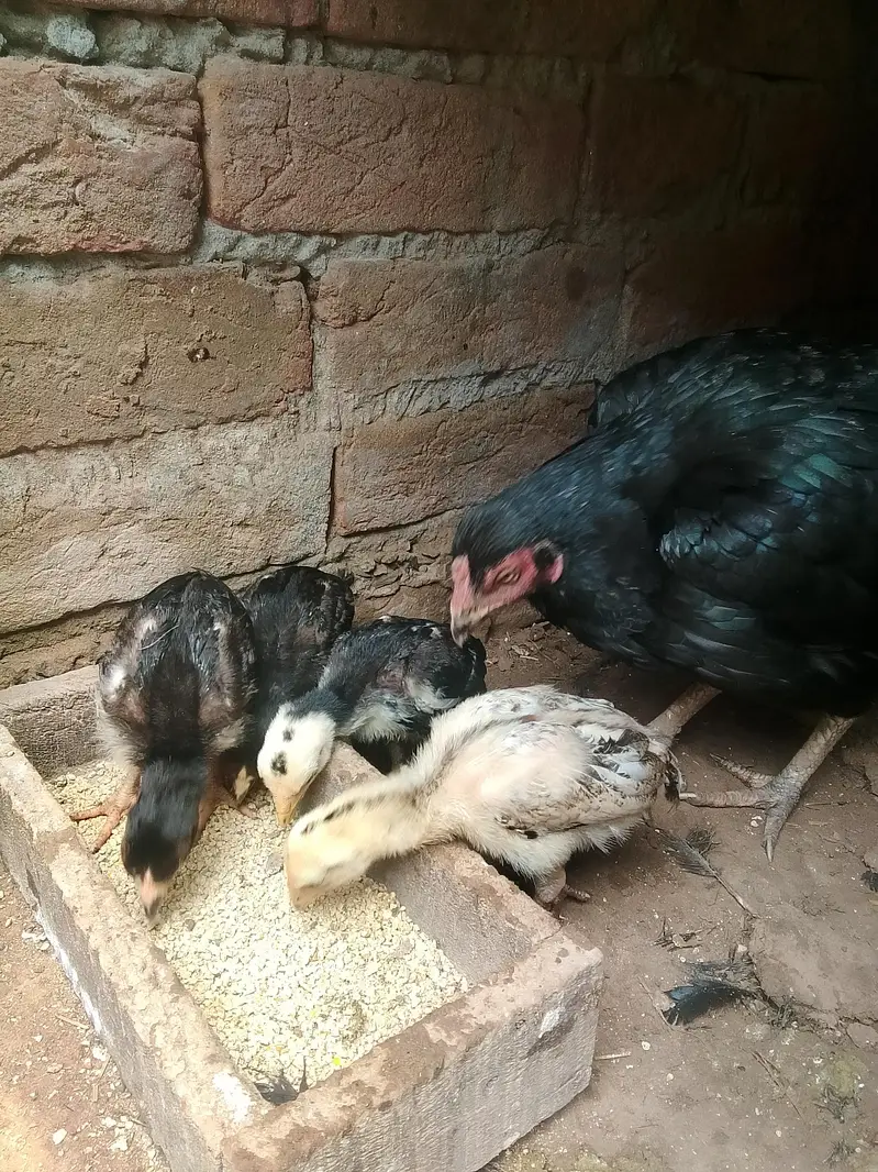 aseel pathy or 1 month chozy — photo 6