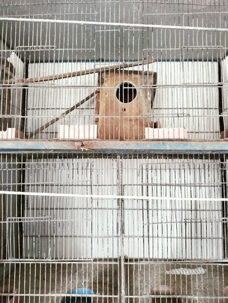 Bird Cage ( 6 khany wala) — photo 2